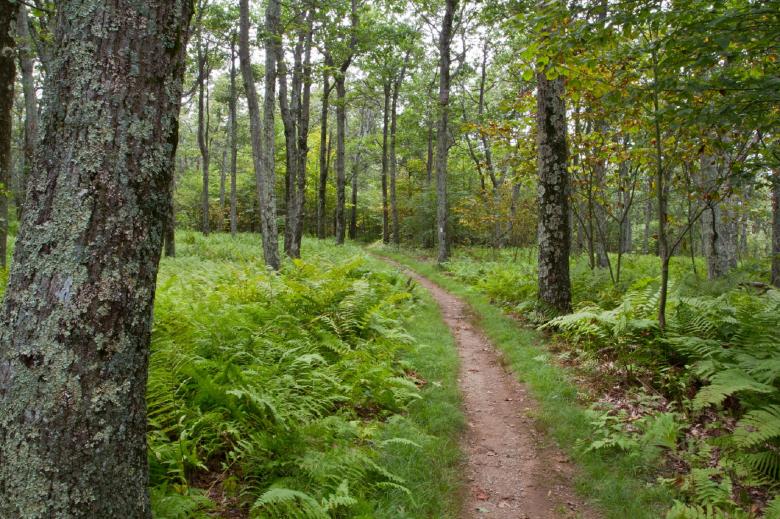 Free stock image of Wild Forest created by Pixabay