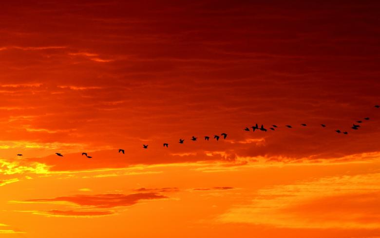 Free stock image of Geese Flying created by Pixabay