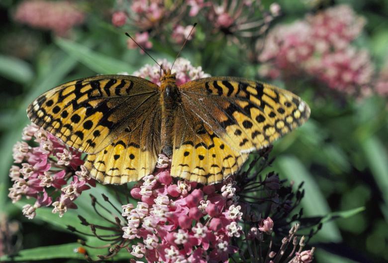 Free stock image of Spangled Fritillary created by Pixabay