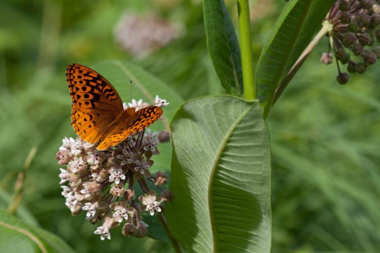Free stock image of Spangled Fritillary created by Pixabay