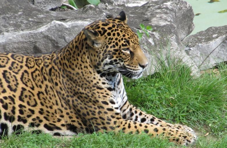 Free stock image of Wild Jaguar created by Pixabay