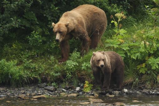 Kodiak Brown Bear - Free Stock Photo
