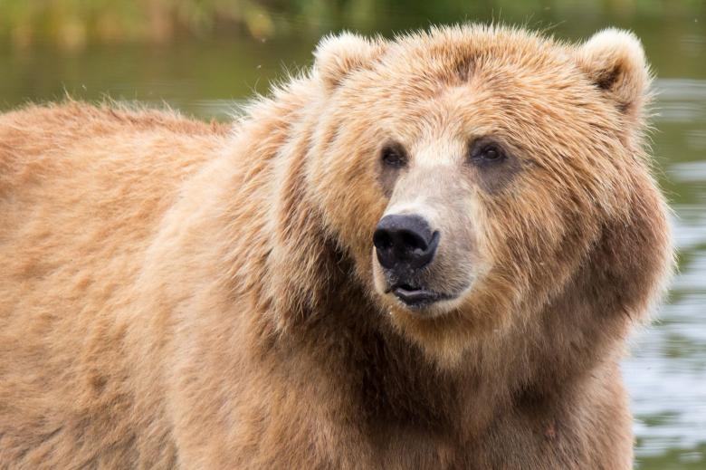 Free stock image of Kodiak Brown Bear created by Pixabay
