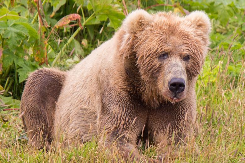 Free stock image of Kodiak Brown Bear created by Pixabay