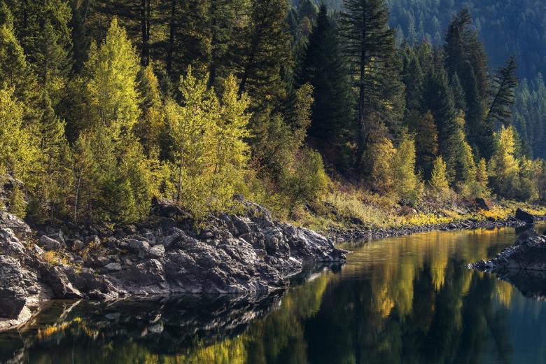 Free stock image of Thick Forest created by Pixabay