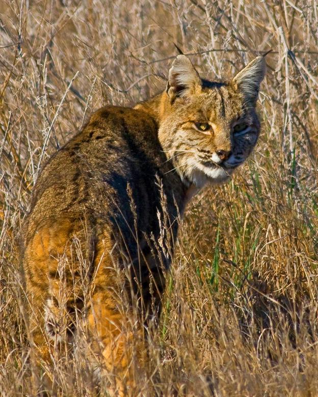 Free stock image of Wild Lynx created by Pixabay