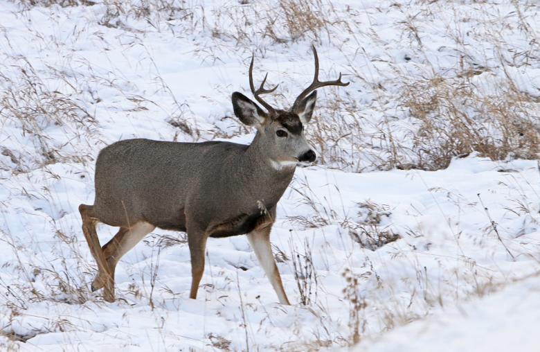 Free stock image of Mule Deer created by Pixabay