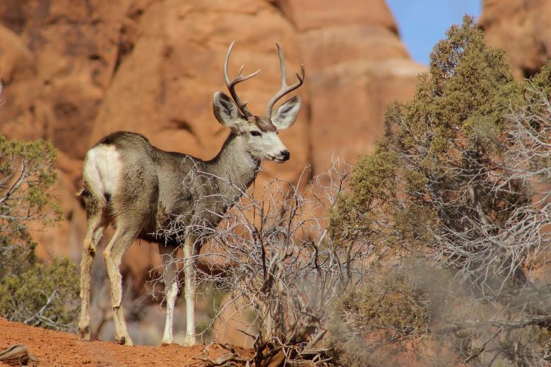 Free stock image of Mule Deer created by Pixabay