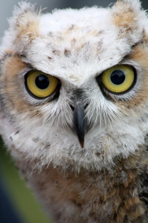 Free stock image of Wild Owl created by Pixabay