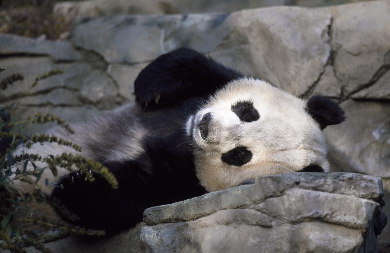 Free stock image of Panda in the Zoo created by Pixabay