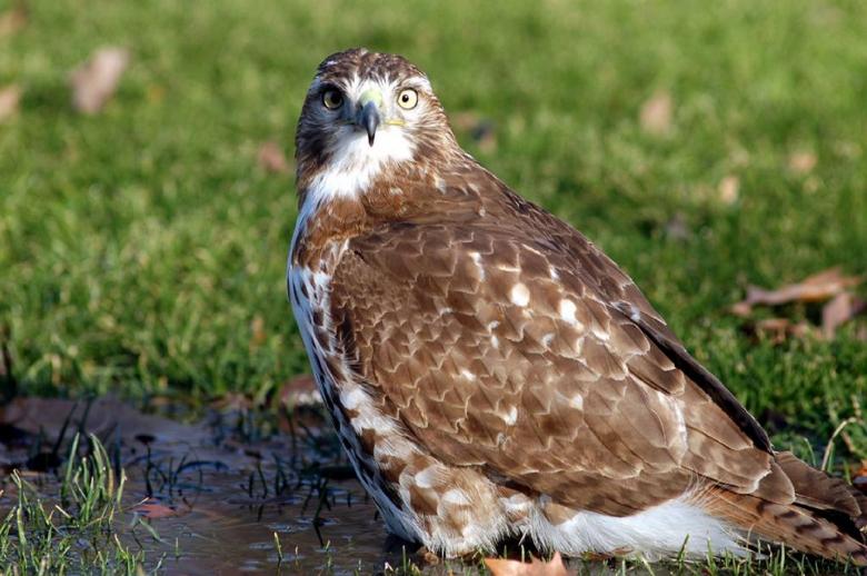 Free stock image of Red Tailed Hawk created by Pixabay