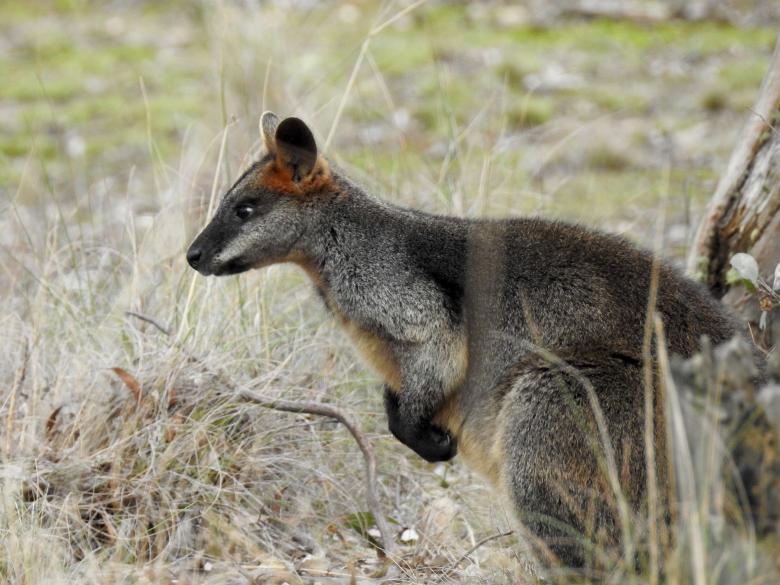 Free stock image of Swamp Wallaby created by Pixabay