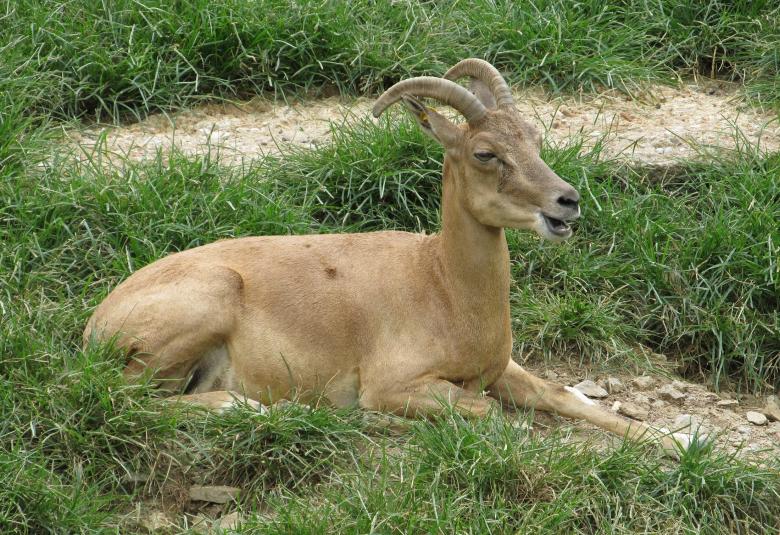 Free stock image of Trancaspian Urial created by Pixabay