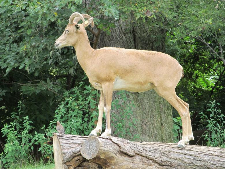 Free stock image of Trancaspian Urial created by Pixabay
