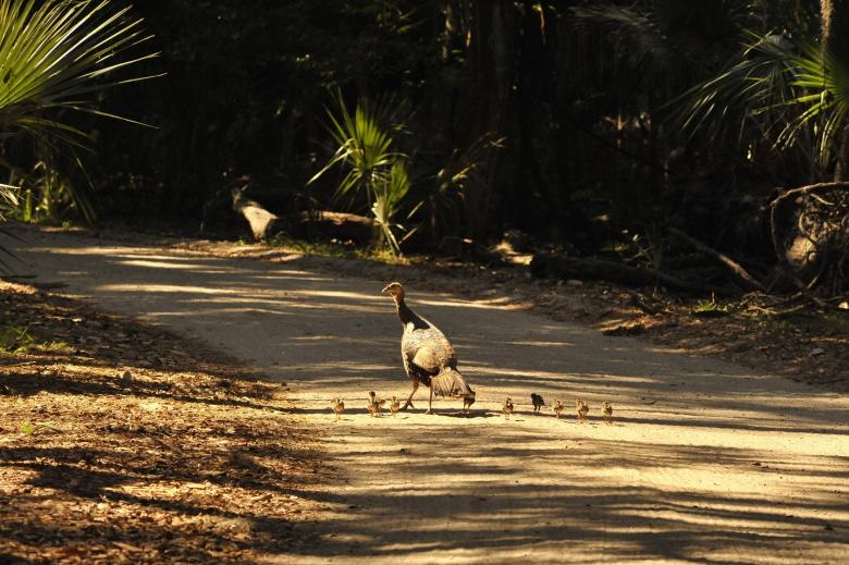 Free stock image of Wild Turkeys created by Pixabay