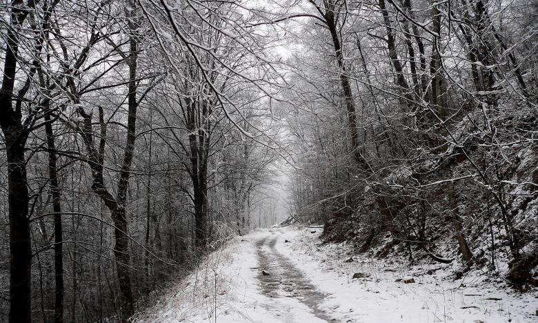 Free stock image of Frozen Woods created by Pixabay
