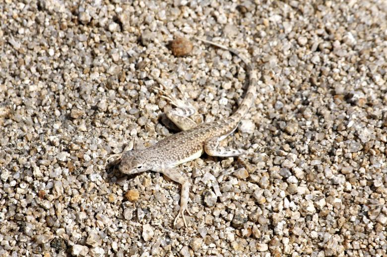Free stock image of Zebra Tailed Lizard created by Pixabay