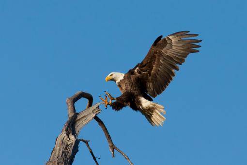 Bald Eagle - Free Stock Photo