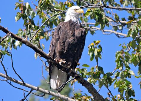 Free Stock Photo of Bald Eagle