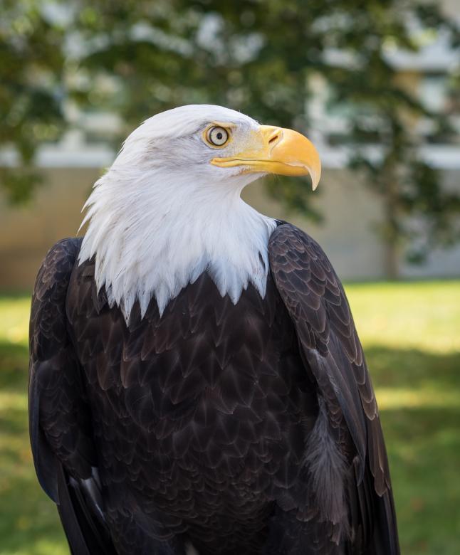Free stock image of Bald Eagle created by Pixabay