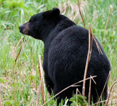 Free Stock Photo of Black Bear