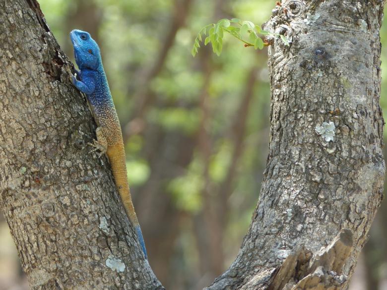 Free stock image of Blue Crested Lizard created by Pixabay