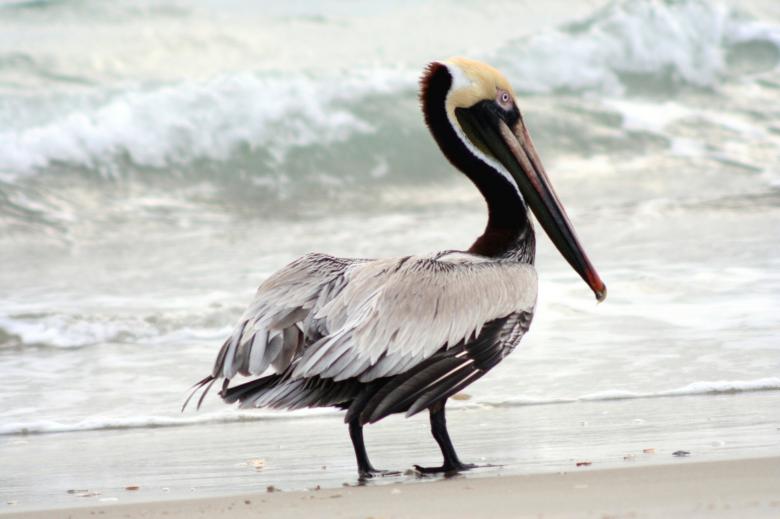 Free stock image of Brown Pelican created by Pixabay
