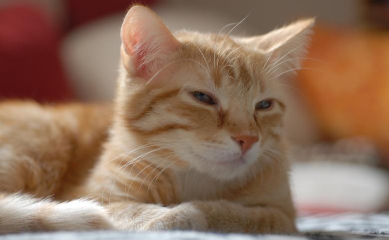 Free stock image of Pet Cat created by Pixabay