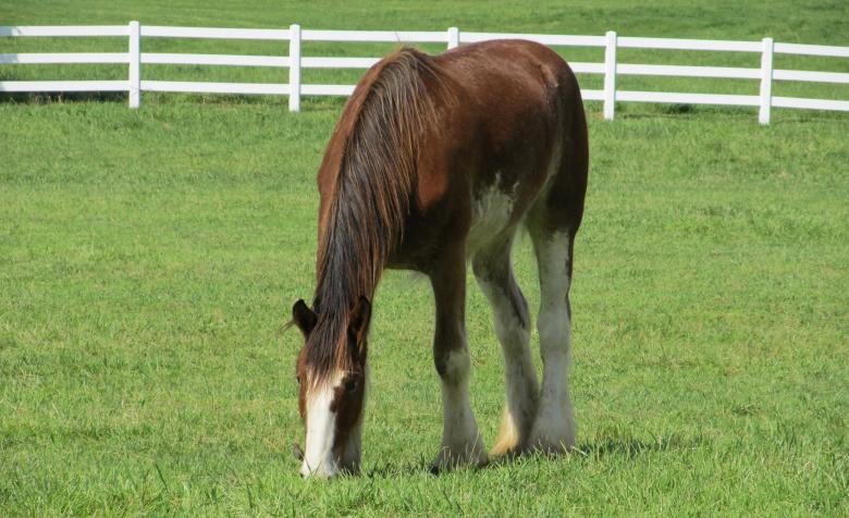 Free stock image of Clydesdale Farm created by Pixabay