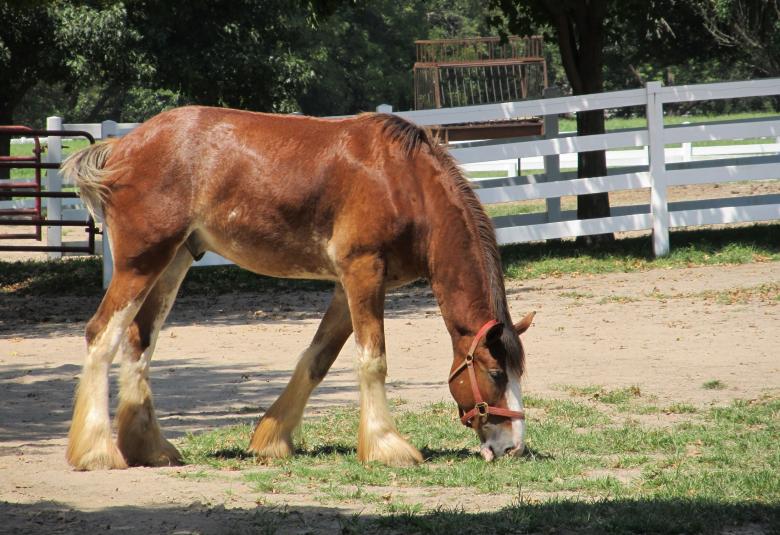 Free stock image of Clydesdale Farm created by Pixabay