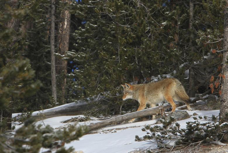 Free stock image of Wild Coyote created by Pixabay