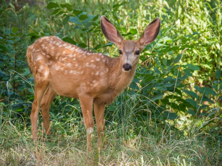Free stock image of Deer in the Jungle created by Pixabay