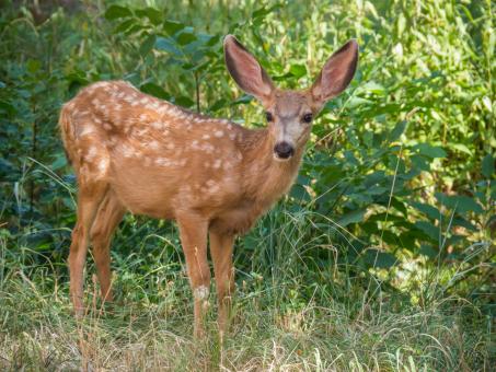 Free Stock Photo of Deer in the Jungle