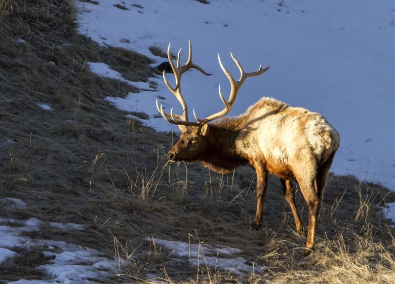 Free stock image of Wld Elk created by Pixabay