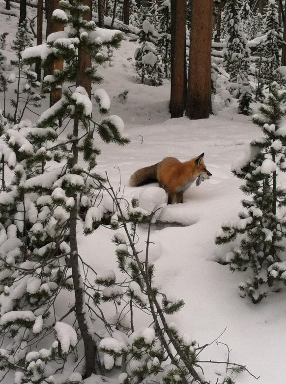 Free stock image of Wild Fox created by Pixabay