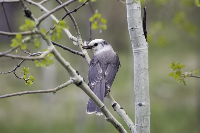 Free stock image of Gray Jay created by Pixabay