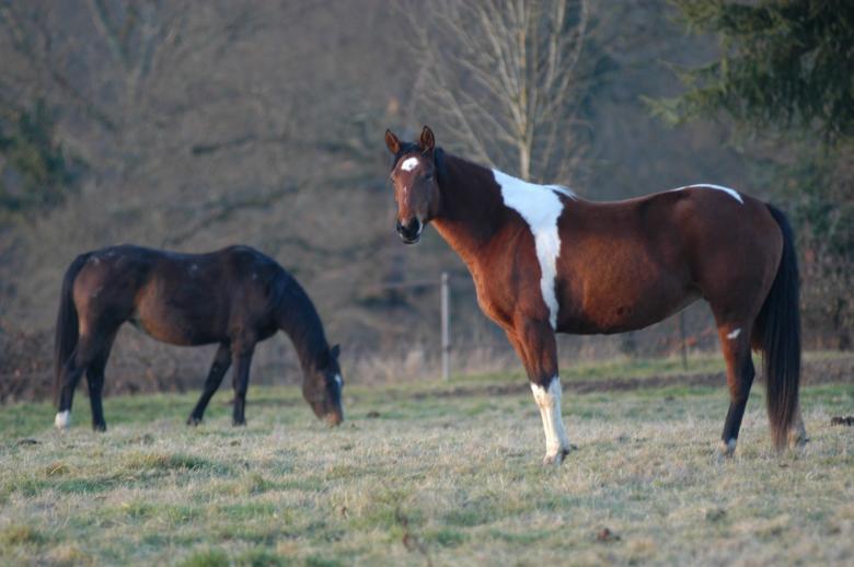 Free stock image of Wild Horses created by Pixabay