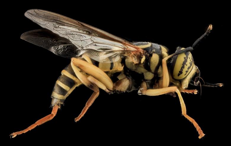 Free stock image of Hover Fly created by Pixabay