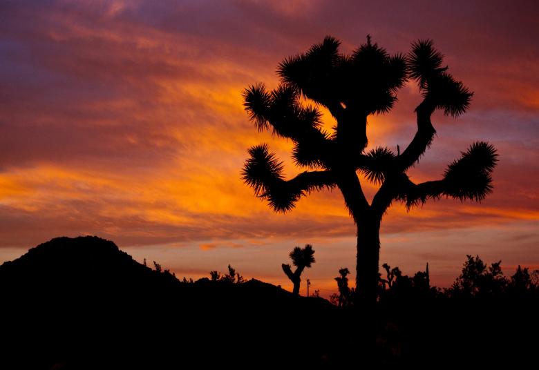 Free stock image of Joshua Trees created by Pixabay