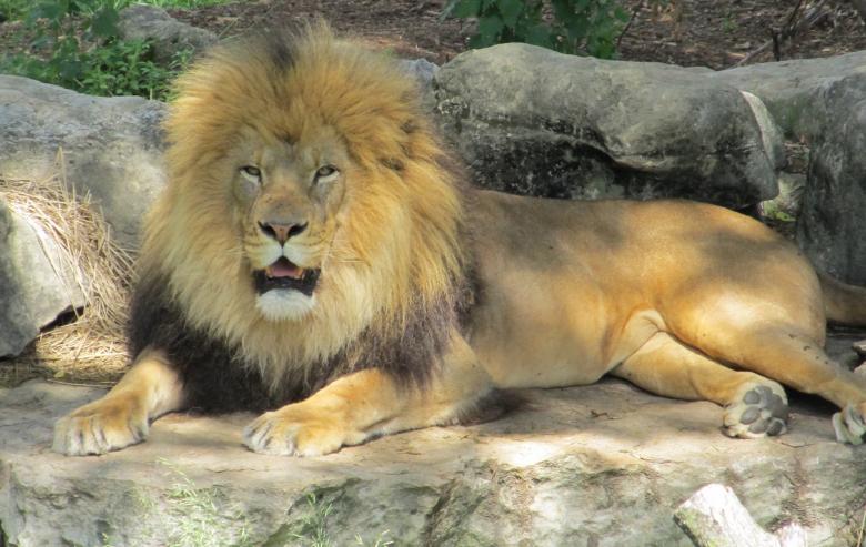Free stock image of King of Jungle created by Pixabay