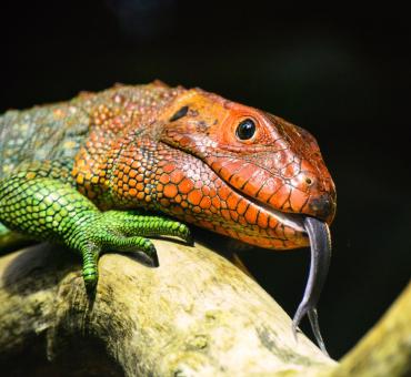 Free Stock Photo of Colorful Lizard