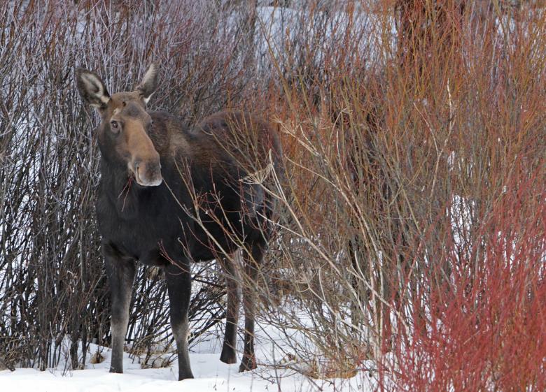 Free stock image of Wild Moose created by Pixabay