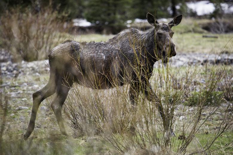 Free stock image of Wild Moose created by Pixabay