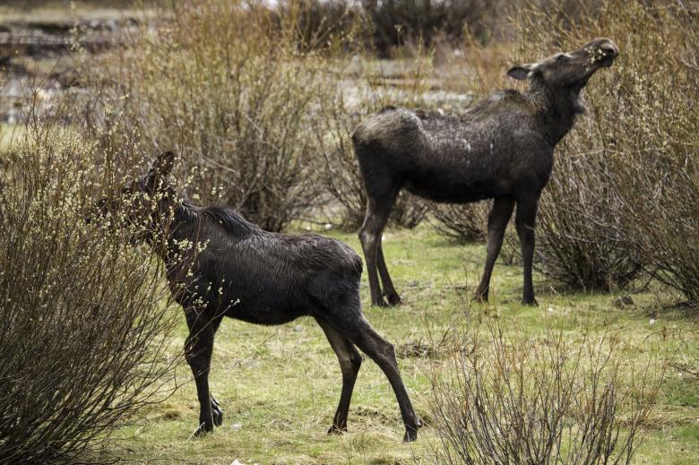Free stock image of Wild Moose created by Pixabay