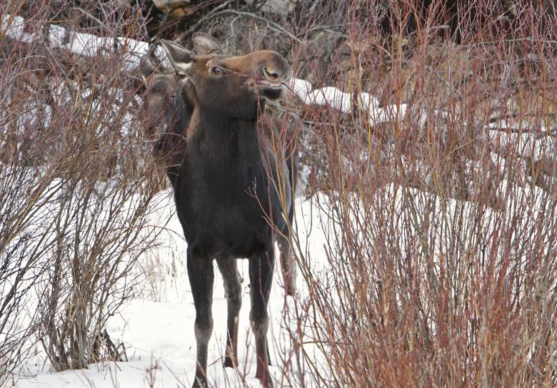 Free stock image of Moose in Winter created by Pixabay