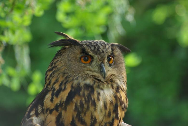 Free stock image of Wild Owl created by Pixabay