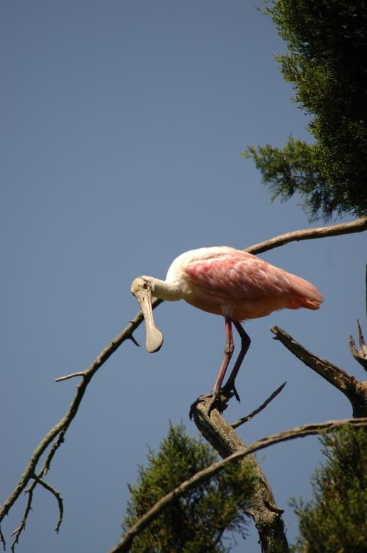 Free stock image of Roseate Spoonbill created by Pixabay