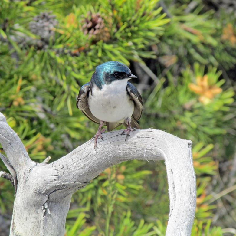 Free stock image of Tree Swallow created by Pixabay