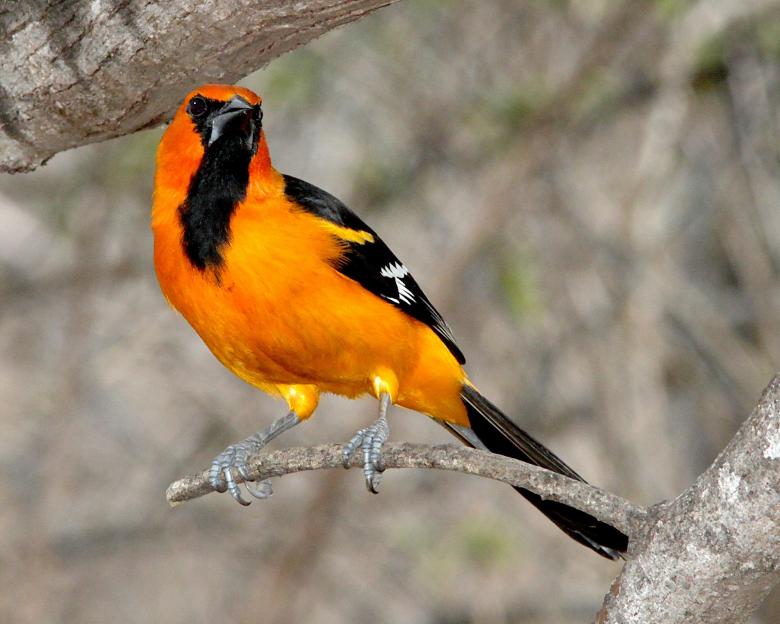Free stock image of Altamira Oriole created by Pixabay