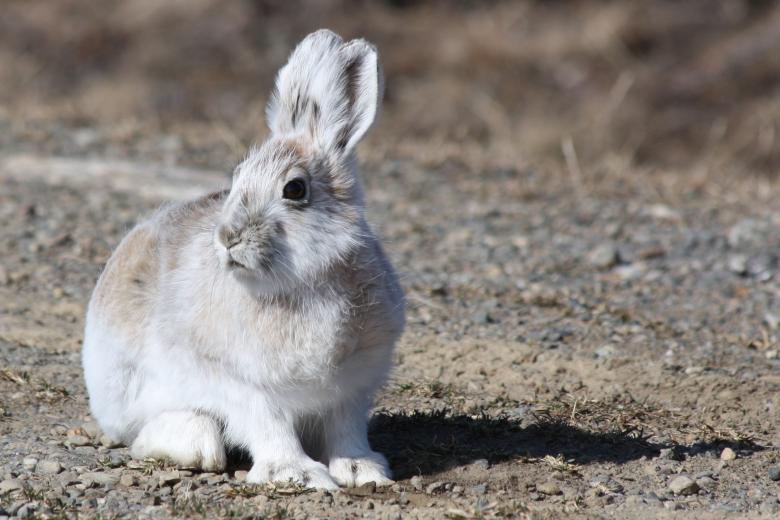 Free stock image of Arctic Hare created by Pixabay